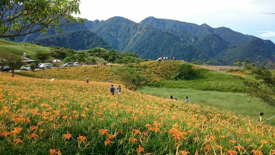 花蓮六十石山目前花況,可看見滿山金黃花海搖曳,與遼闊花東縱谷相互輝映,快來趟花蓮小旅行吧! 花蓮六十石山目前花況,可看見滿山金黃花海搖曳,與遼闊花東縱谷相互輝映,快來趟花蓮小旅行吧!