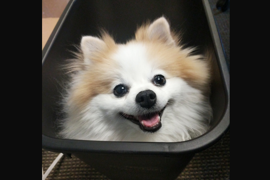 吉娃娃Chiby搶盡了比賽的風采。 圖:翻攝自Overwatch Contenders的twitch 吉娃娃Chiby搶盡了比賽的風采。 圖:翻攝自Overwatch Contenders的twitch