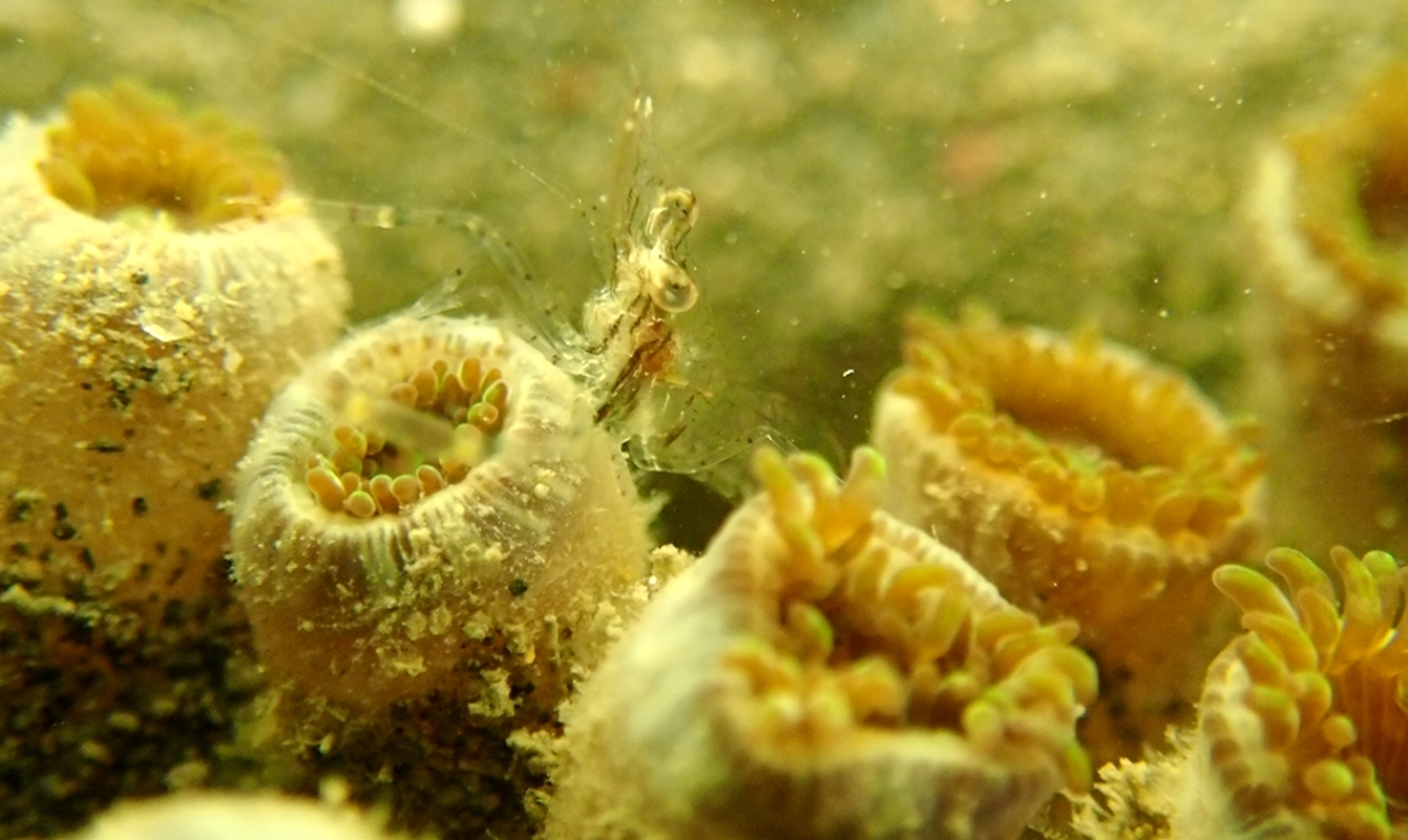 桃園大潭藻礁擁有豐富生物多樣性,圖為志工進行調查發現的大型薯鰻。 桃園大潭藻礁擁有豐富生物多樣性,圖為志工進行調查發現的大型薯鰻。