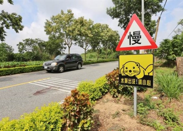 金門歐亞水獺又遭路殺,這是今年第5起。金門縣政府建設處官員今天指出,民眾7日晚間在瓊安路衍厝路段發現一隻水獺,派員現勘後初步推論可能是水獺意外闖越道路導致路殺。 金門歐亞水獺又遭路殺,這是今年第5起。金門縣政府建設處官員今天指出,民眾7日晚間在瓊安路衍厝路段發現一隻水獺,派員現勘後初步推論可能是水獺意外闖越道路導致路殺。