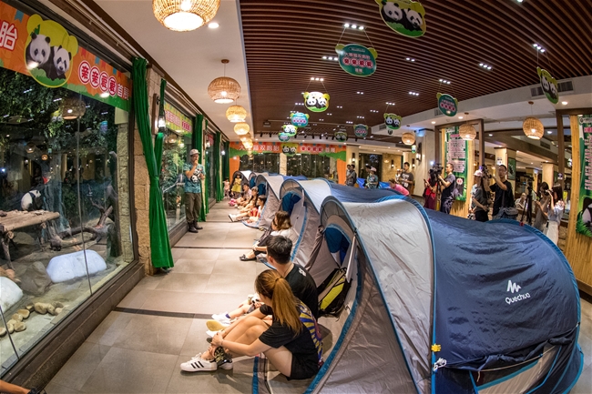 參與夜宿貓熊館的遊客在分配帳篷,收拾行李,分批安排洗漱以後,就關燈,躺在乾淨寬敞的帳篷裡,聽著大熊貓的呼吸,一起進入甜美的夢鄉。 圖:翻攝自長隆野生動物世界網站 參與夜宿貓熊館的遊客在分配帳篷,收拾行李,分批安排洗漱以後,就關燈,躺在乾淨寬敞的帳篷裡,聽著大熊貓的呼吸,一起進入甜美的夢鄉。 圖:翻攝自長隆野生動物世界網站