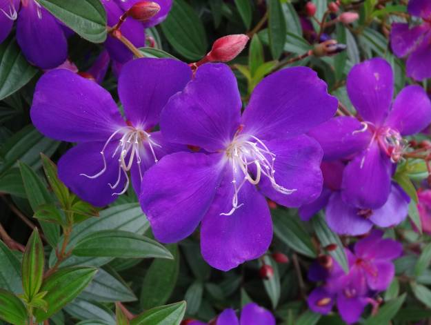 園區內到處點綴的巴西野牡丹。 圖:台北市工務局公園處提供 園區內到處點綴的巴西野牡丹。 圖:台北市工務局公園處提供