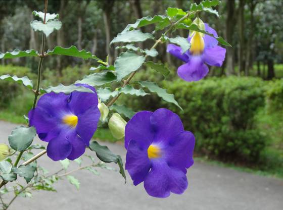 立鶴花在台灣四季都開花,但以秋季較多。 圖:台北市工務局公園處提供 立鶴花在台灣四季都開花,但以秋季較多。 圖:台北市工務局公園處提供