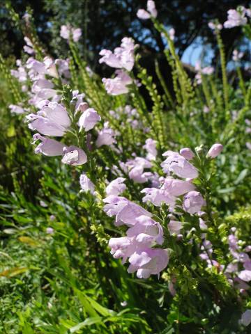 茶花溫室前盛開著隨意草。 圖:台北市工務局公園處提供 茶花溫室前盛開著隨意草。 圖:台北市工務局公園處提供