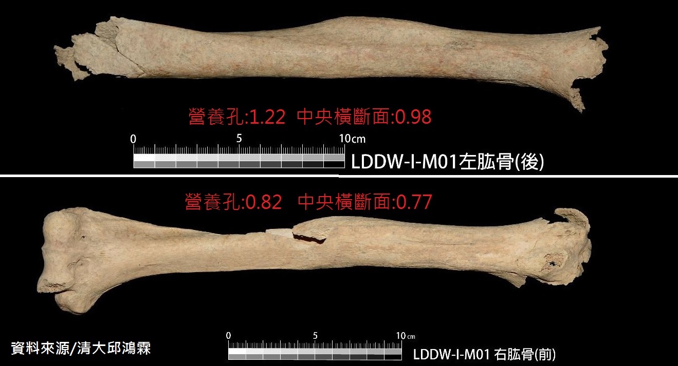 兩具亮島人的骨 骸,透露了他們是早期的海洋民族。 兩具亮島人的骨 骸,透露了他們是早期的海洋民族。