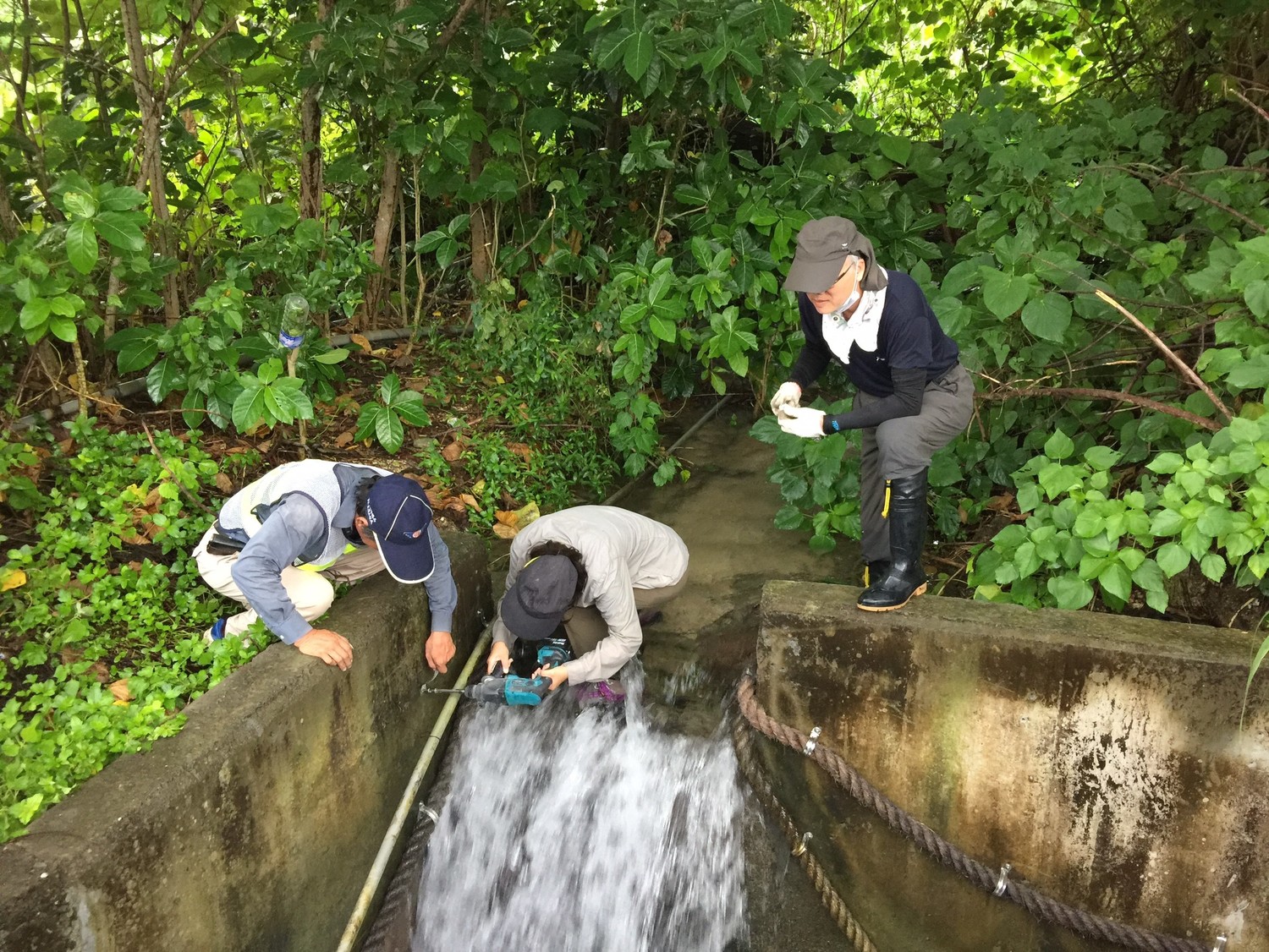 公路總局也與清華大學教授曾晴賢合作於該路段前後100 尺沿側溝架設帆布圍牆,利用陸蟹無法攀爬帆布光滑面設計,阻擋陸蟹穿越馬路再利用陸蟹喜好攀爬粗糙面特性,於箱涵配置繩梯引導陸蟹安全降海產卵。 圖 : 公路總局 / 提供 公路總局也與清華大學教授曾晴賢合作於該路段前後100 尺沿側溝架設帆布圍牆,利用陸蟹無法攀爬帆布光滑面設計,阻擋陸蟹穿越馬路再利用陸蟹喜好攀爬粗糙面特性,於箱涵配置繩梯引導陸蟹安全降海產卵。 圖 : 公路總局 / 提供
