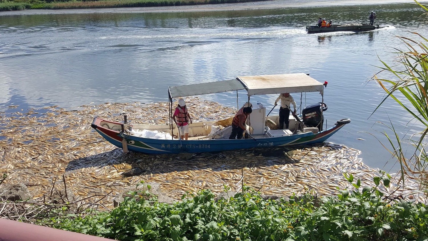 烏魚大量暴斃畫面怵目驚心。 圖:謝維洲辦公室 / 提供 烏魚大量暴斃畫面怵目驚心。 圖:謝維洲辦公室 / 提供