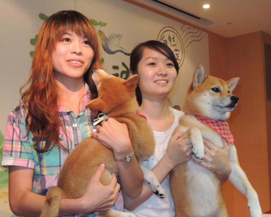 新北市找來大、小柴犬當主角拍攝CF,化身「茶爸與小茶」帶大家走進坪林!圖:陳冠廷/攝 新北市找來大、小柴犬當主角拍攝CF,化身「茶爸與小茶」帶大家走進坪林!圖:陳冠廷/攝