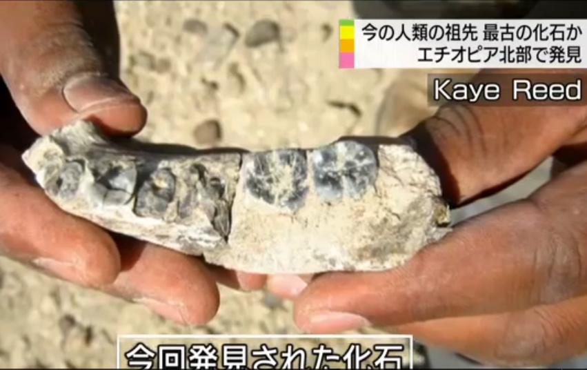 從約2.8億年前的非洲地層挖掘出的化石,牙齒還清晰可辨。圖:翻攝NHK 從約2.8億年前的非洲地層挖掘出的化石,牙齒還清晰可辨。圖:翻攝NHK