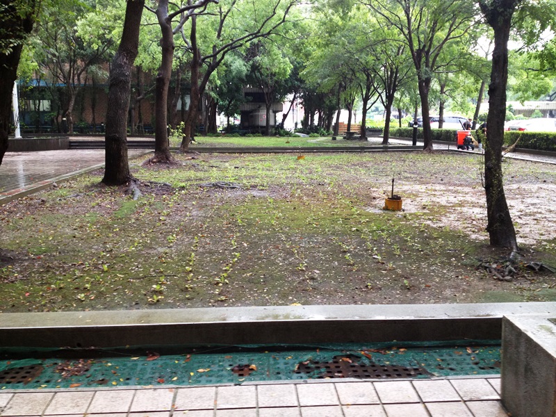一旁的花圃裡,民眾植下的青江菜長大了。圖5之4:王立柔/攝 一旁的花圃裡,民眾植下的青江菜長大了。圖5之4:王立柔/攝