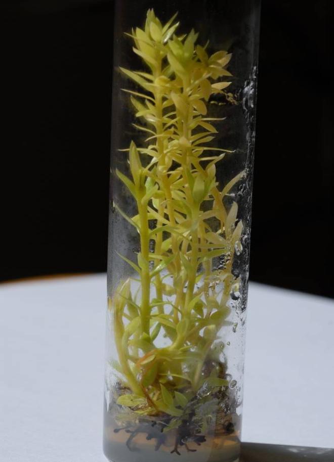 經芽體增殖培養後所獲得之垂枝石松再生苗群。圖片3-3來源:農委會林業試驗所。 經芽體增殖培養後所獲得之垂枝石松再生苗群。圖片3-3來源:農委會林業試驗所。
