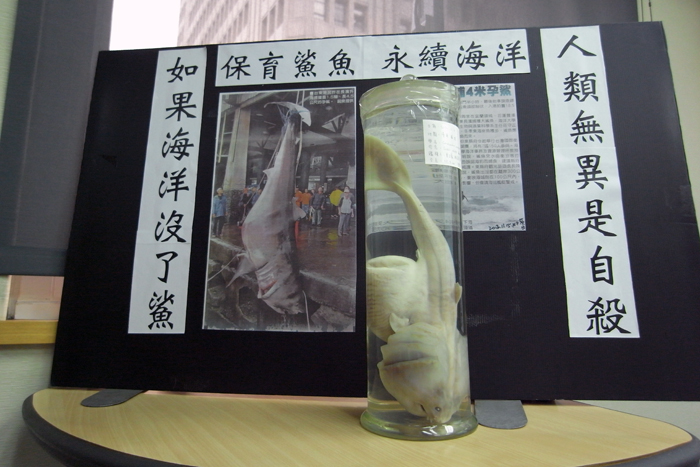 這是14日在台東捕獲大白鯊腹中的小鯊,由於漁民並不清楚如何保護,讓母鯊腹中9隻小鯊都一起死亡,這對一胎只有2到10隻的大白鯊來說非常令人惋惜。圖:楊宗興/攝 這是14日在台東捕獲大白鯊腹中的小鯊,由於漁民並不清楚如何保護,讓母鯊腹中9隻小鯊都一起死亡,這對一胎只有2到10隻的大白鯊來說非常令人惋惜。圖:楊宗興/攝