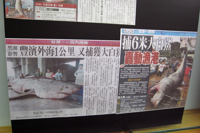 台灣東海岸近來連續發生漁民捕獲鯊魚的事件,媒體紛紛報導。圖:楊宗興/攝 台灣東海岸近來連續發生漁民捕獲鯊魚的事件,媒體紛紛報導。圖:楊宗興/攝