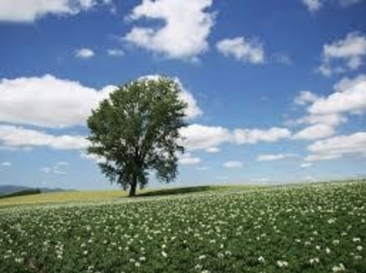 劉黎兒觀點 無本生意 觀光公害竟讓日本哀鴻遍野 國際 新頭殼newtalk