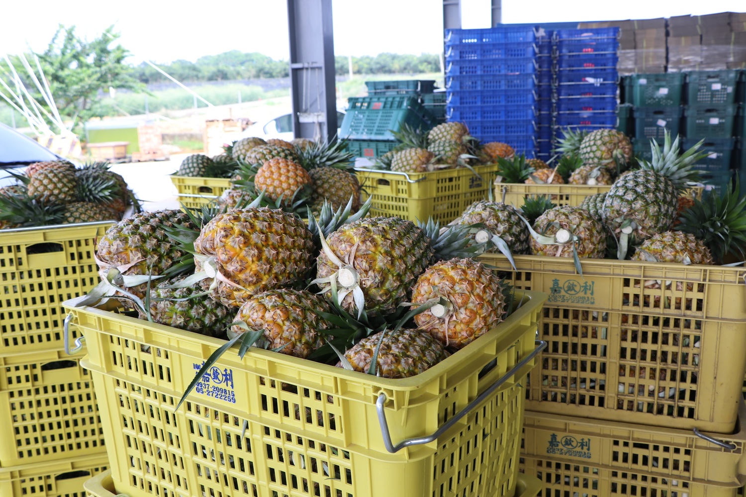 鳳梨成台灣外銷水果之冠，農委會也首要成立了鳳梨外銷平台   圖：取自行政院農業委員會農糧署
