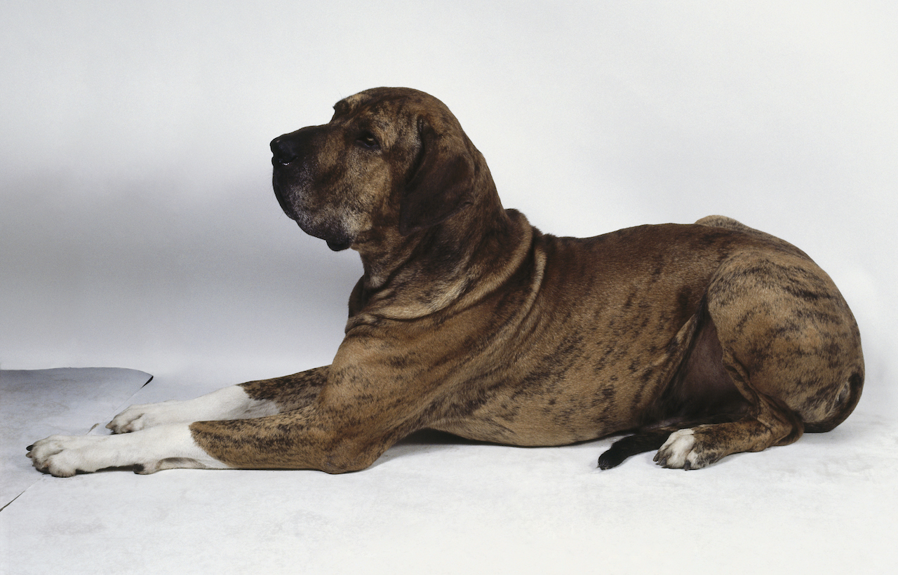 巴西菲勒犬則是是由古代英國鬥牛犬、英國獒犬和尋血獵犬所培育出的犬種，最初被用來護衛或狩獵。   圖：Newscom