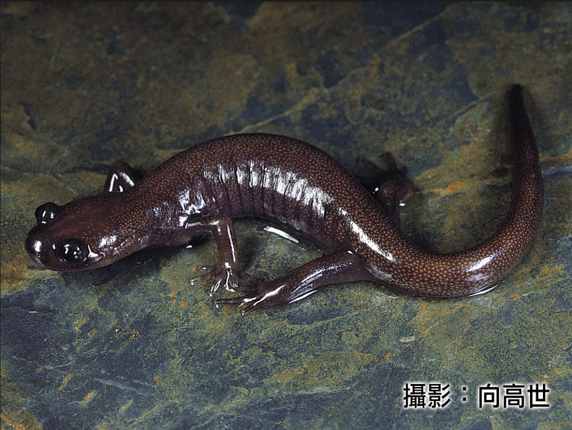 保育類動物瀕臨絕種 林務局動保經費8 2億花在哪裡 生活 新頭殼newtalk