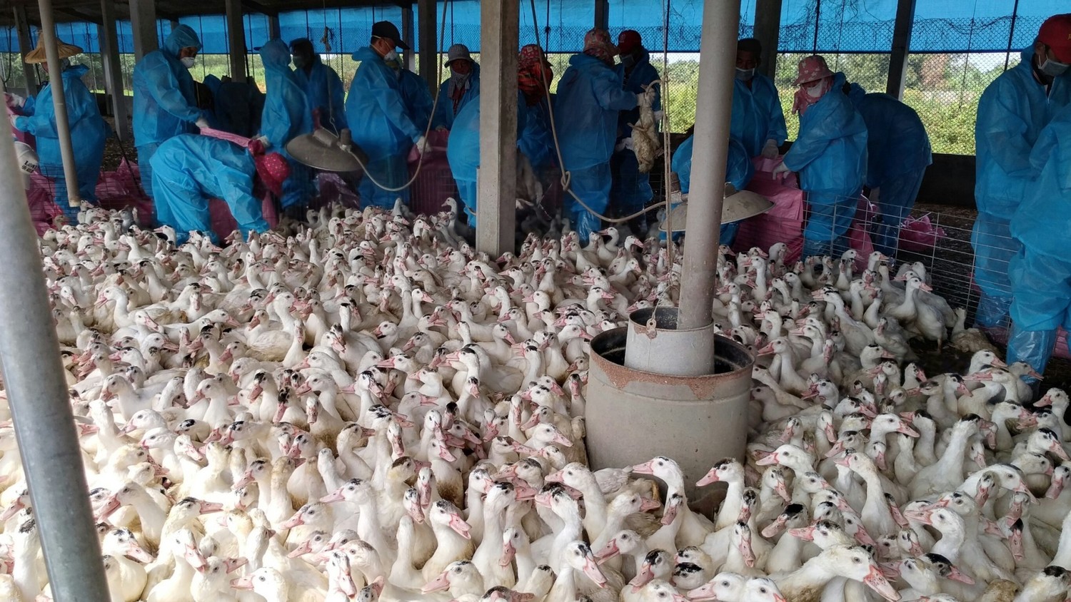 俄羅斯日前通報世界衛生組織，當地科學家在境內發現全球首批H5N8禽流感病毒株傳人病例。（示意圖）   圖：雲林縣政府/提供(資料照片)