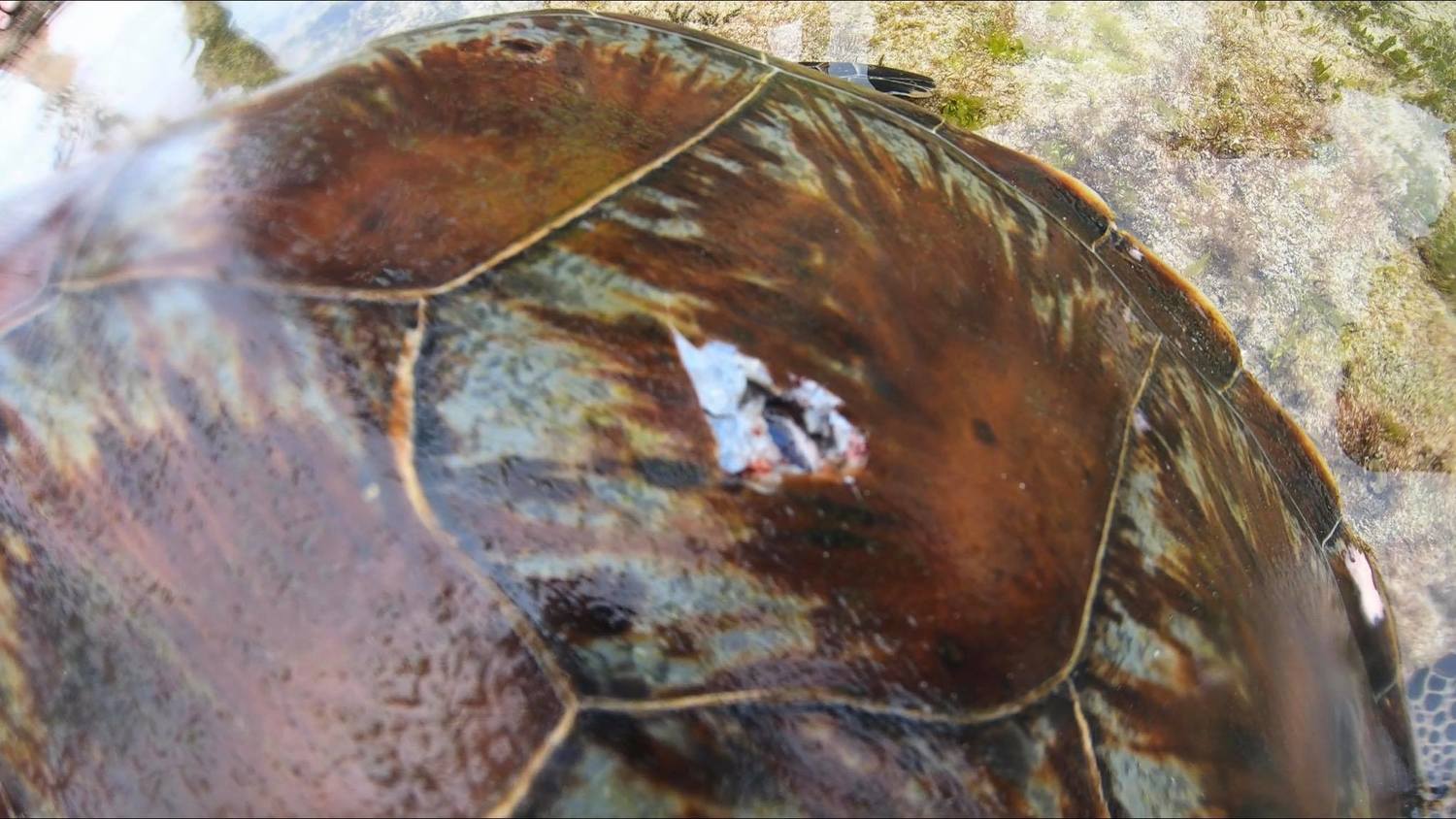 惡劣 小琉球驚見海龜遭魚叉穿孔身亡網怒 良心呢 生活 新頭殼newtalk 惡劣 小琉球驚見海龜遭魚叉穿孔身亡網怒 良心呢 生活 新頭殼newtalk
