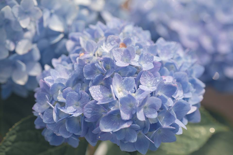 繡球花大爆發 竹子湖3路花季公車延長服務至6 30 生活 Newtalk新聞