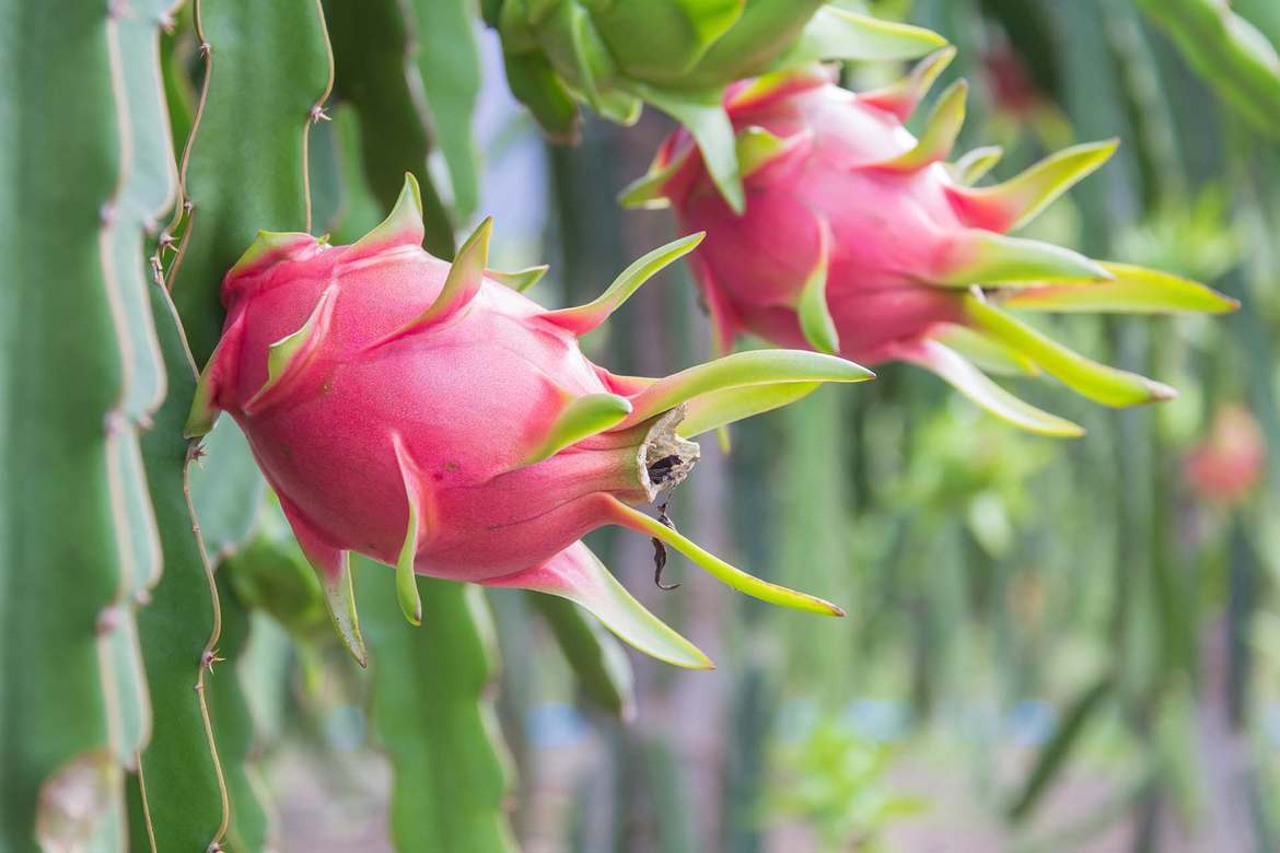 火龍果（pitaya；dragon fruit）又稱紅龍果或仙蜜果，果實呈橢圓形，外觀為紅色，具有厚皮，是   圖：取自農委會農業易遊網