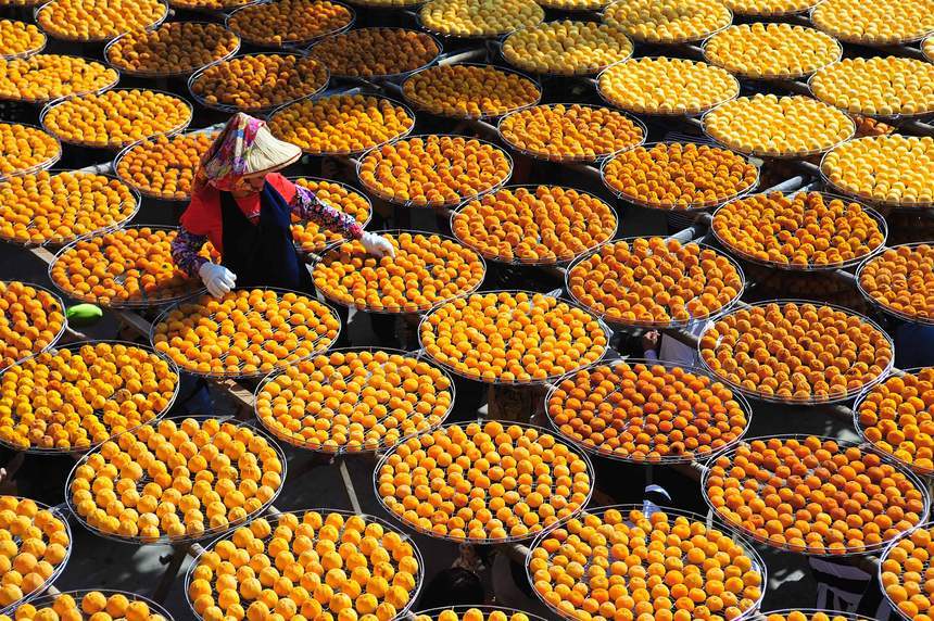 澀柿屬於需要經過人為脫澀才可食用的澀柿，也會曬乾製成柿餅   圖：取自農業易遊網