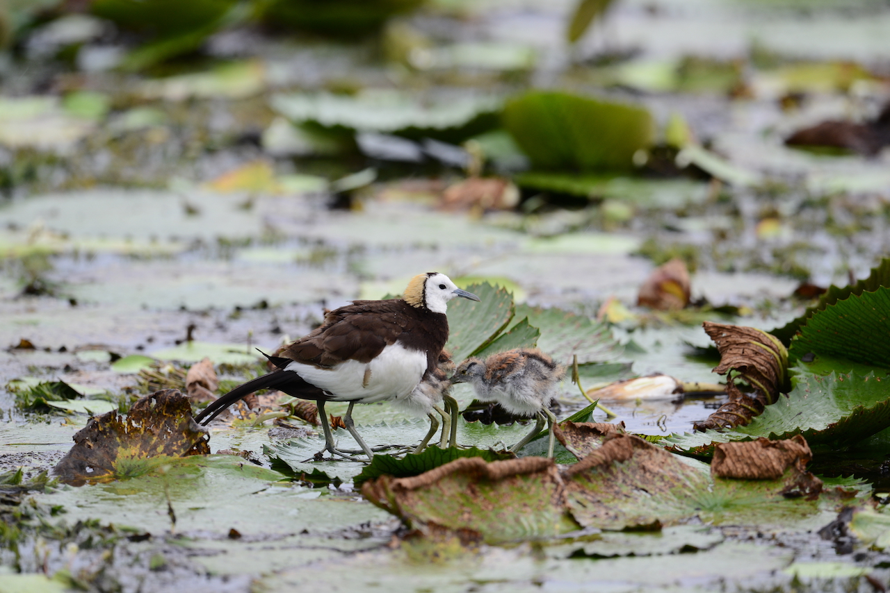 近20年來，水雉族群從原本不到50隻的瀕危到穩定成長，到今年繁殖族群創新高，成鳥數量高達1,024隻   圖：林務局/提供