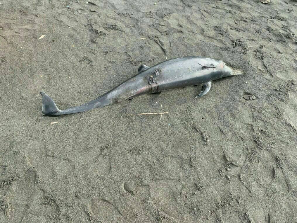 海巡署初步判定為瓶鼻海豚幼體，經丈量體長僅176公分、寬約26公分，尾端疑似受傷原因不明   圖：海巡署北部分署第一岸巡隊/提供