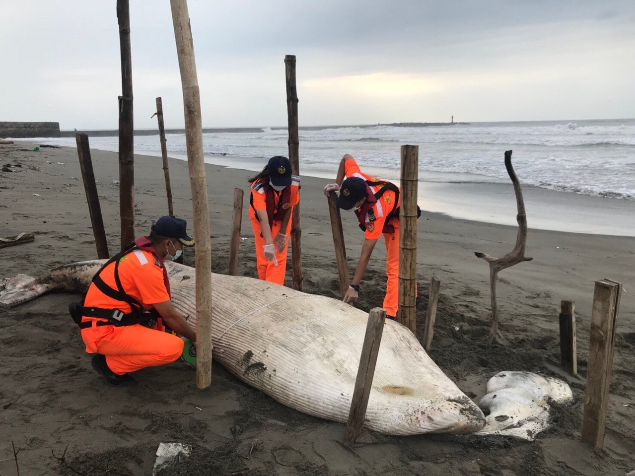 海洋悲歌再一起 罕見長鬚鯨擱淺陳屍外埔漁港沙灘 生活 新頭殼newtalk