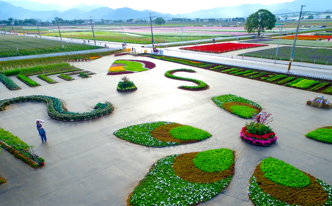 週末來這賞花拍美照 新社花海11月9日盛大登場 旅遊 Newtalk新聞