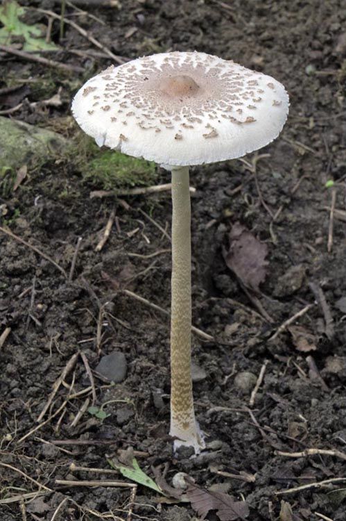 「綠褶菇」屬中至大型菇菌，菌褶初期為白色，成熟後逐漸轉為灰綠色，當受損時會轉為褐色。   圖：食藥署/提供