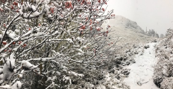 雪山上的樹木、道路也披上雪白衣裳，雪山頓時成了大雪紛飛的冰雪世界！   圖：雪霸保育志工鄧安美/授權提供