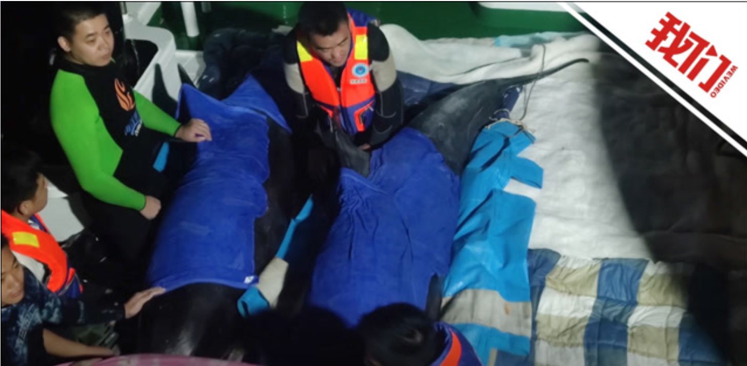 中國沿海12隻瓜頭鯨擱淺7頭被救回 放生卻又造成2死亡