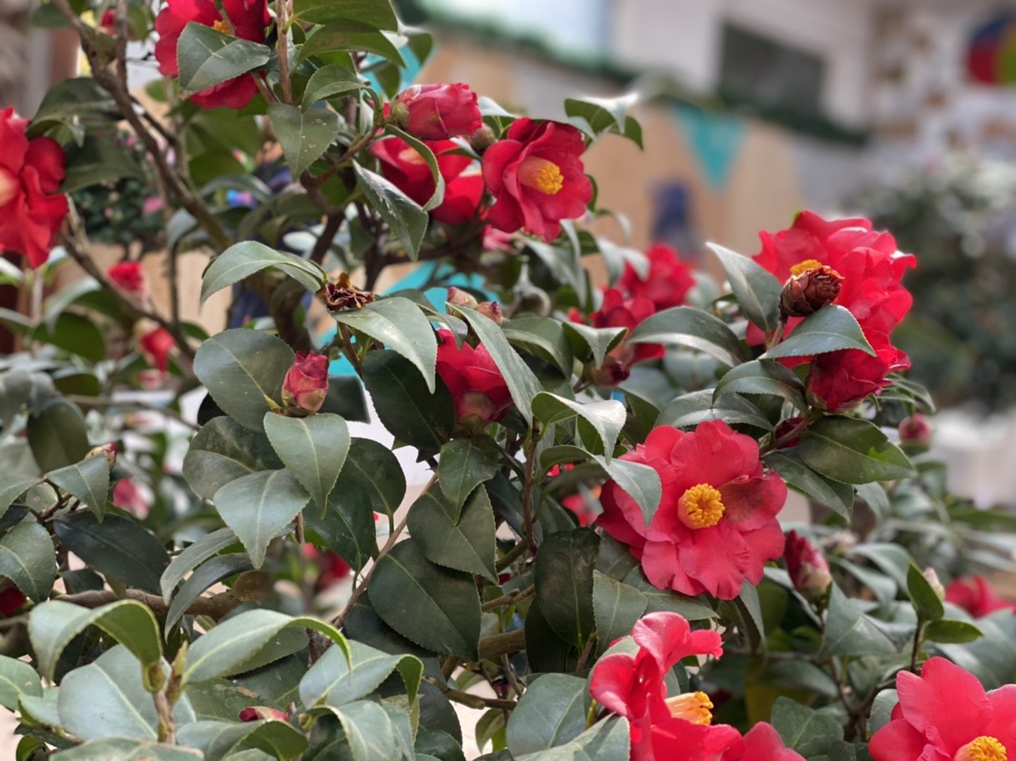 台北茶花展。 圖：台北市公園處 / 提供