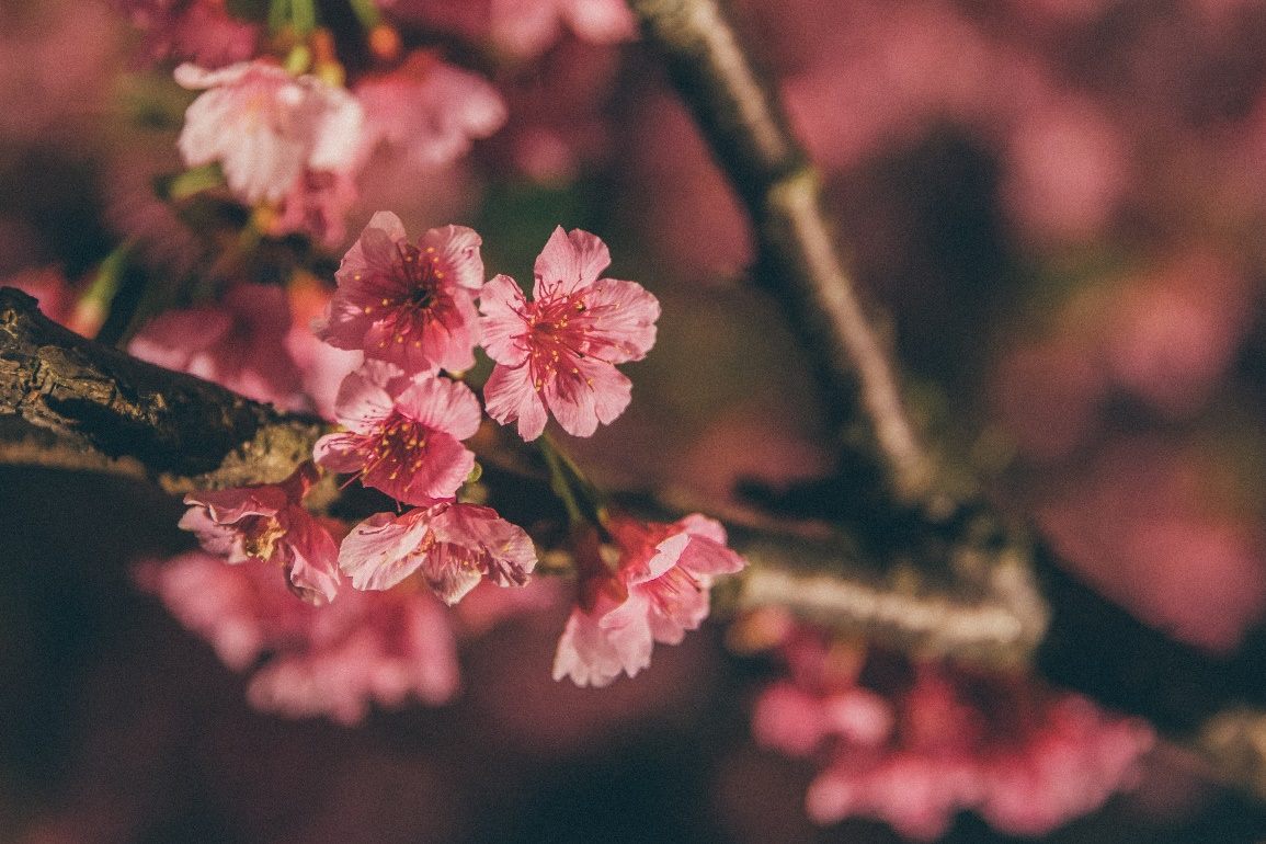 樂活夜櫻季。 圖：台北市公園處 / 提供