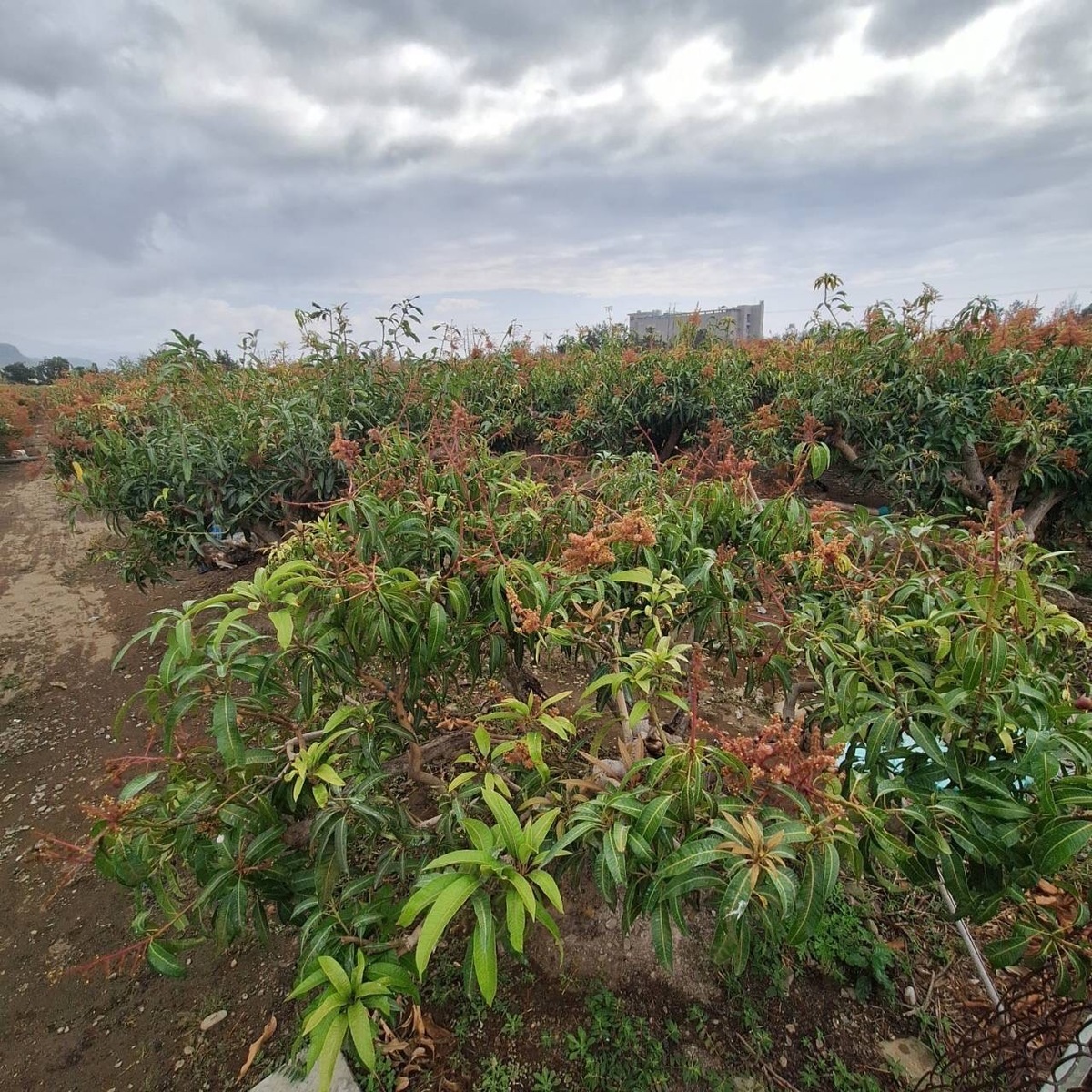  為避免芒果早花落果擴大，徐富癸辦公室召集農糧署及農業改良場共同研商。 圖：徐富癸辦公室提供 