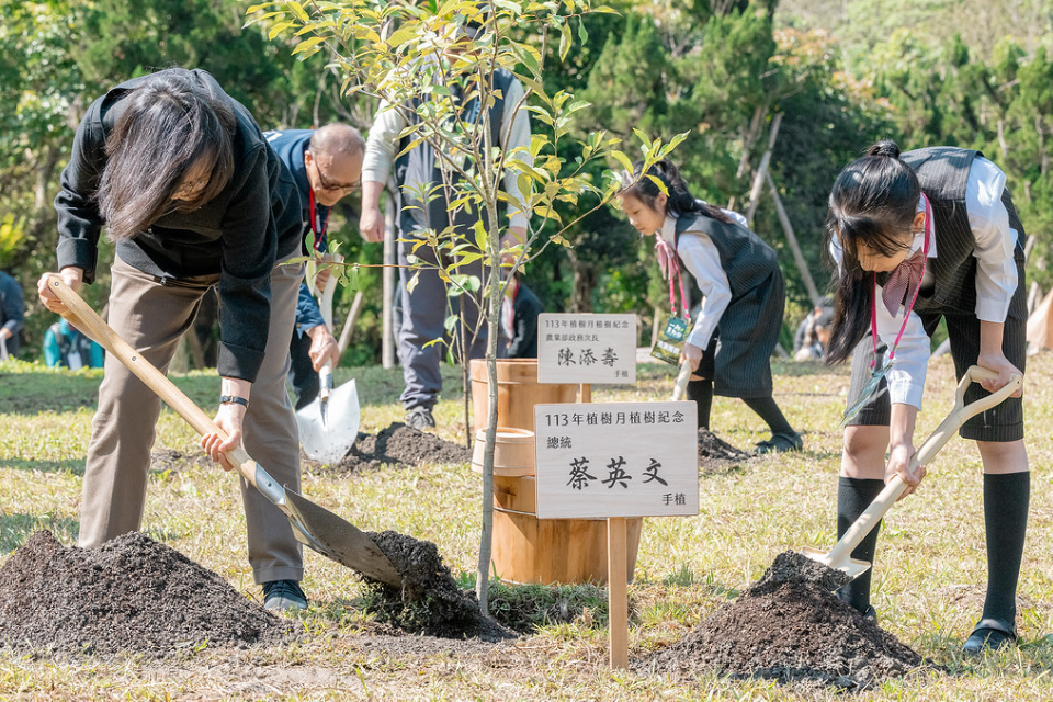  蔡英文種下台灣原生樹苗，並覆土、澆水，象徵永續傳承。 圖：總統府提供 