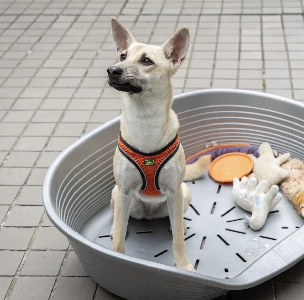  蔡英文將與愛貓、愛犬搬離總統官邸。 圖：翻攝自蔡英文IG 