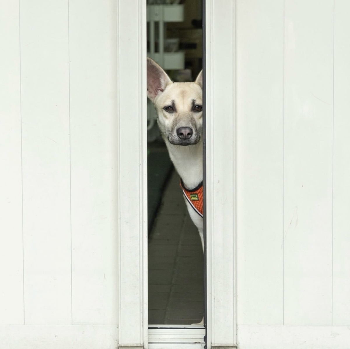  蔡英文將與愛貓、愛犬搬離總統官邸。 圖：翻攝自蔡英文IG 