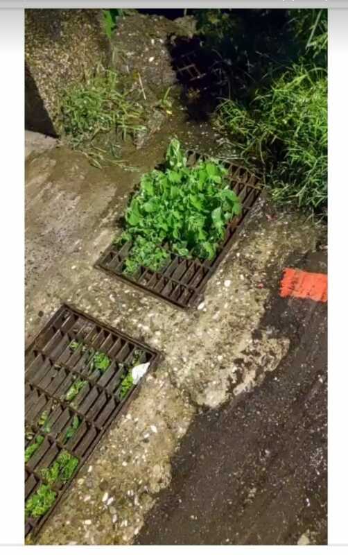  颱風來襲基隆淹水，水溝蓋長草引發民眾不滿及熱議。 圖：翻攝自基隆語臉書 