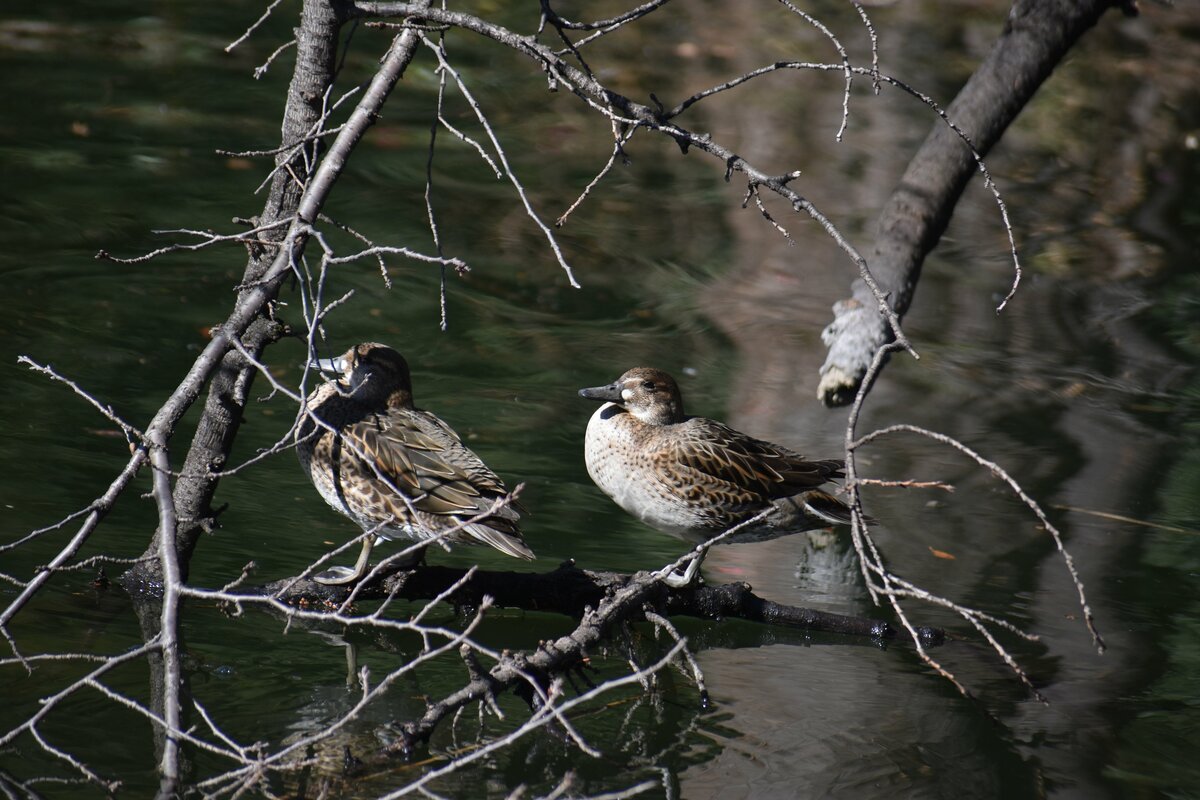  巴卡爾綠頭鴨（Baikal Teals）在冬季大量飛往韓國。 圖：擷自X帳號@tag_tatsumi 