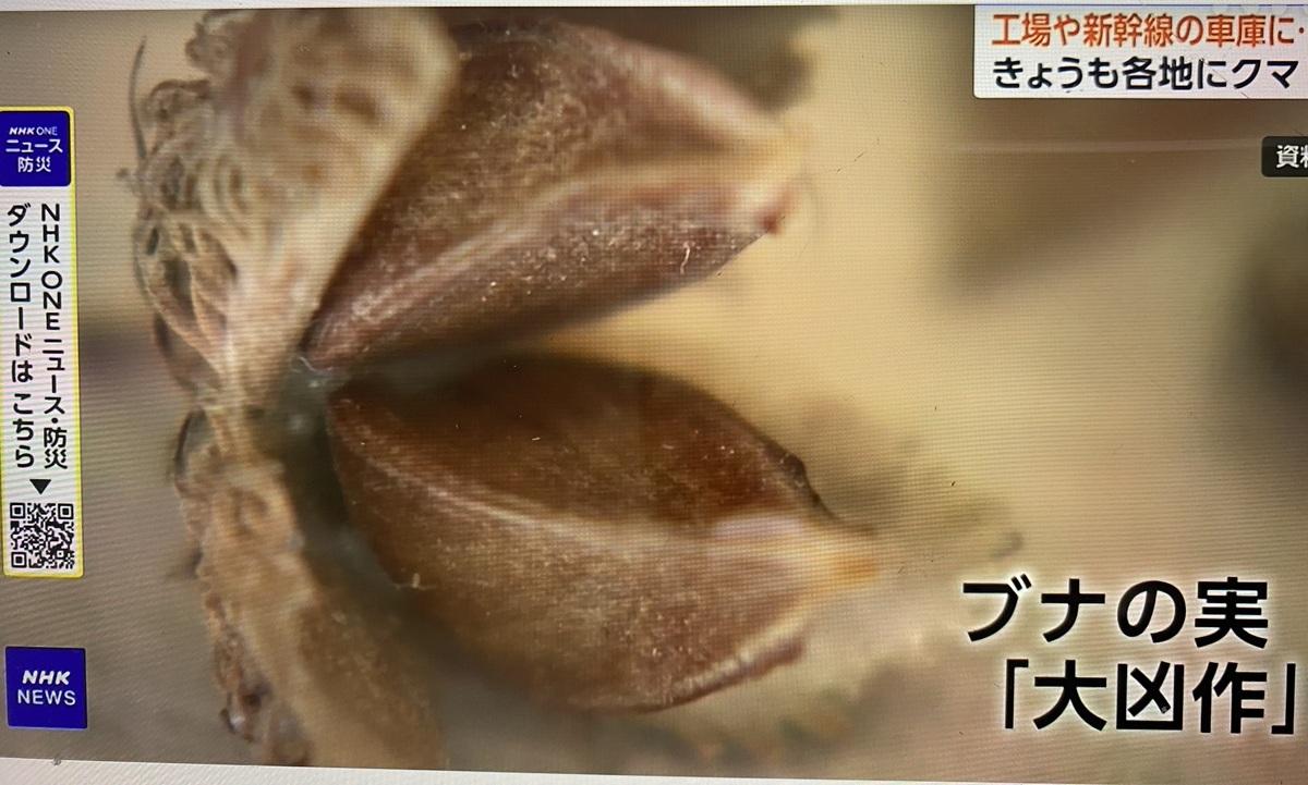  熊大量出沒有說法認為是主食的山毛櫸的果實歉收。 圖：翻攝NHK 