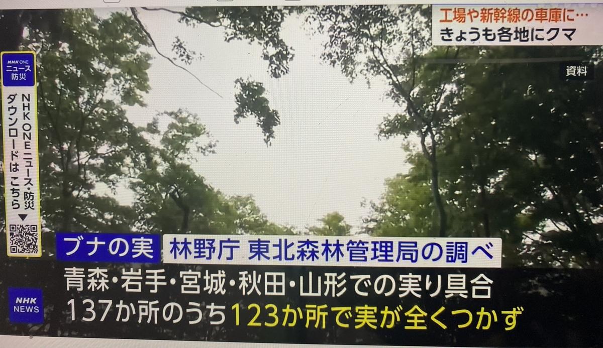  據林野聽調查指出東北五縣137處山毛櫸林場有123處都沒結實，害熊沒東西吃。 圖：翻攝NHK 