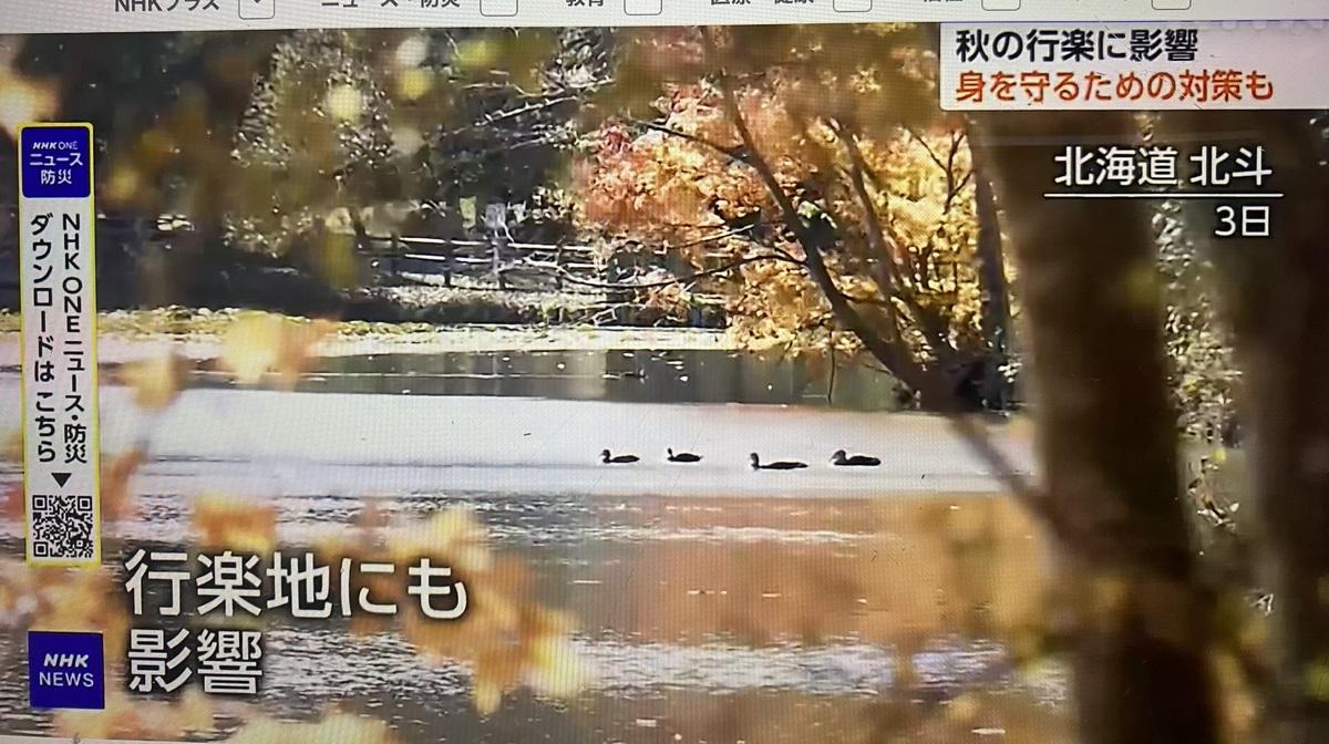  今年北海道及東日本的紅葉觀光景點都受熊出沒影響，取消夜間點燈等，或加強警備等，但依然必須多加注意。 圖：翻攝NHK 