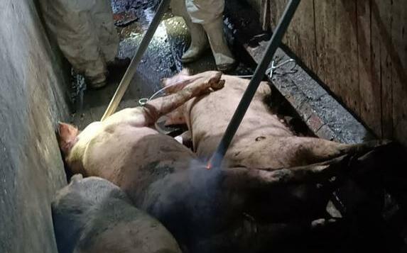 西班牙31年來首見非洲豬瘟！違規帶豬肉回台最高恐重罰300萬