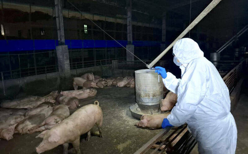 117頭暴斃後才採樣!28頭疑染病豬恐已上餐桌?台中急查拍賣紀錄追流向