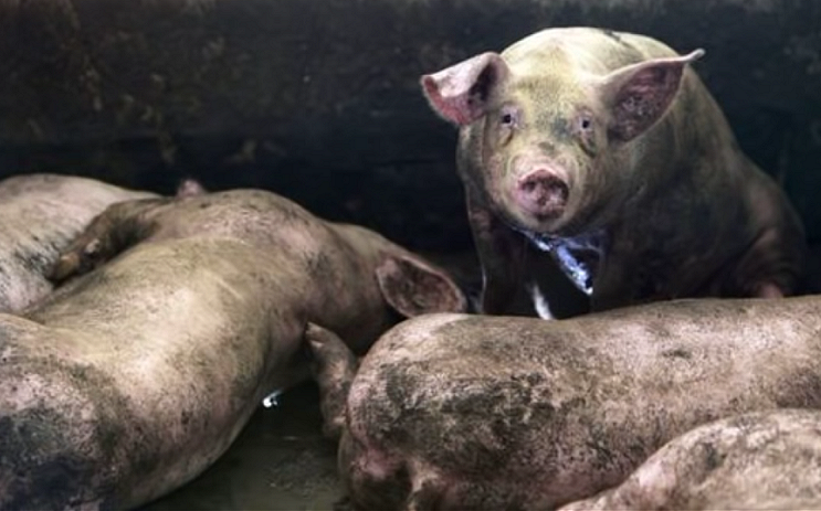 彰化芬園一關聯養豬場傳死豬　已採樣送驗待結果