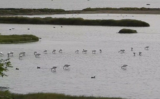(影)創入秋紀錄!嘉義布袋鹽田現身1138隻黑面琵鷺 壯觀畫面曝光