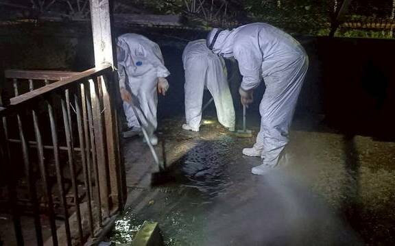 無照電話問診關鍵王姓獸醫佐 非洲豬瘟爆發後偕妻子出國