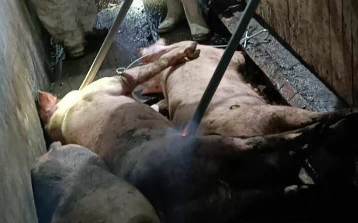 豬肉價崩盤趁機囤貨賺一筆？陳駿季：冷凍業者切勿趁機哄抬肉價！